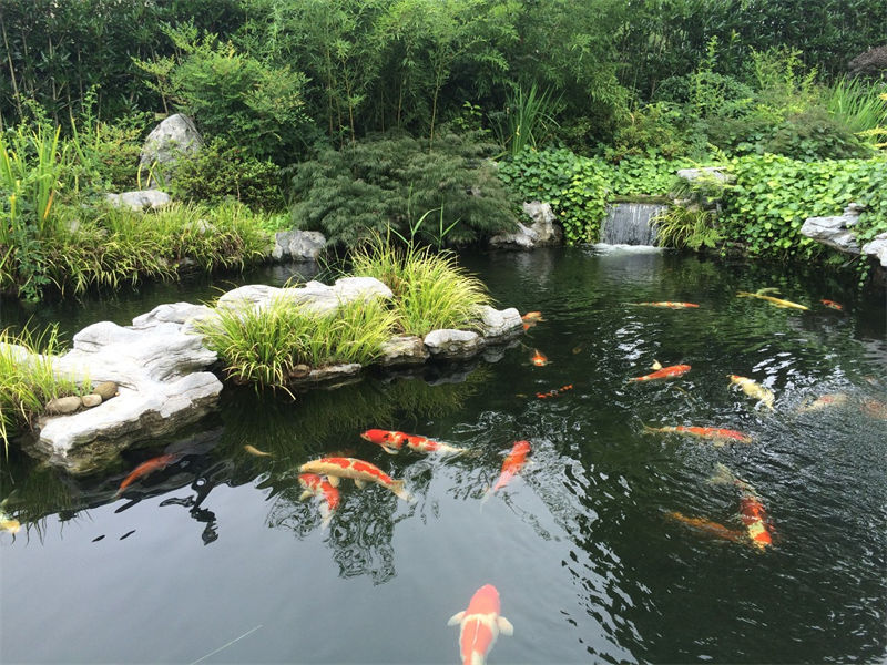 泰州锦鲤鱼池